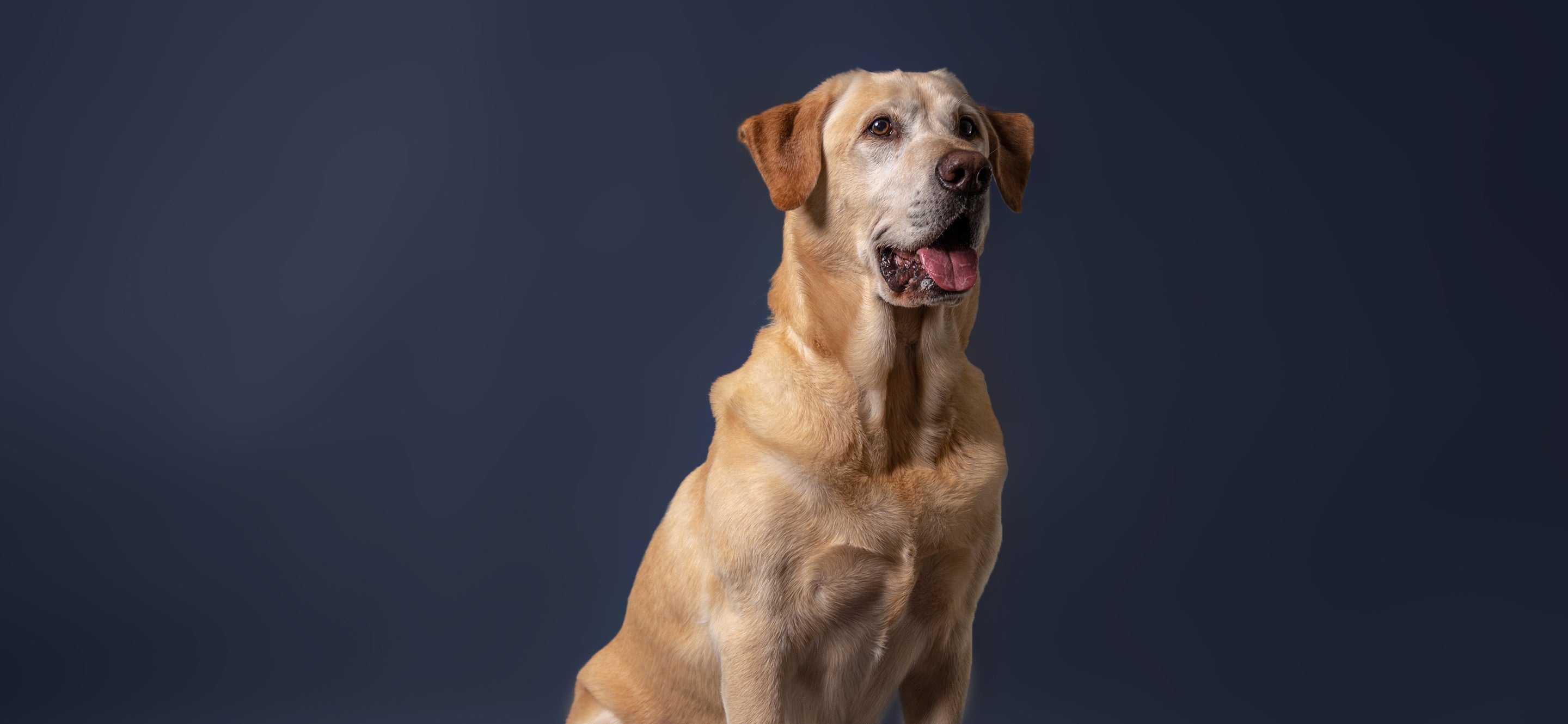 Canine Balto® Braces