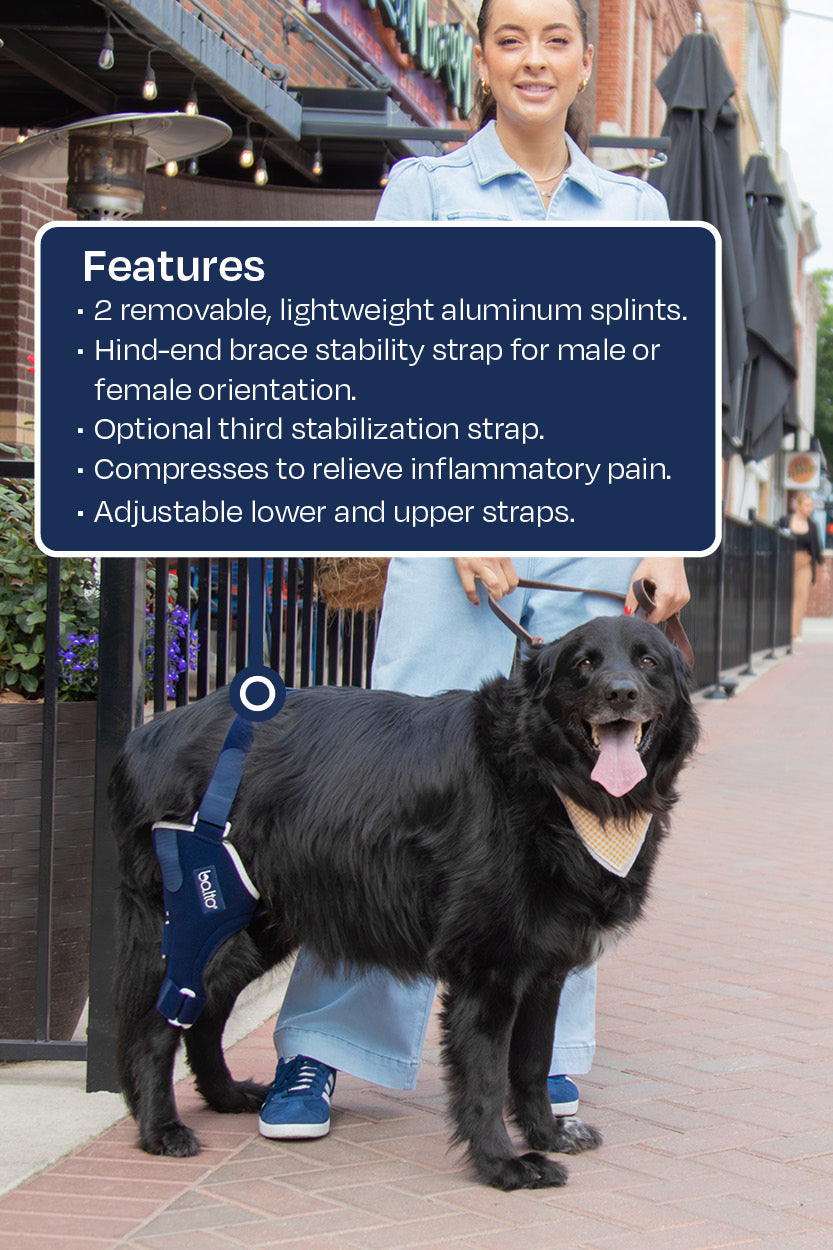 balto uk jump brace for dogs features