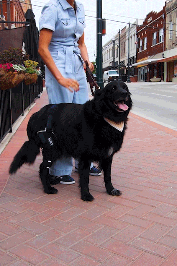 balto uk jump brace for dogs walking dog