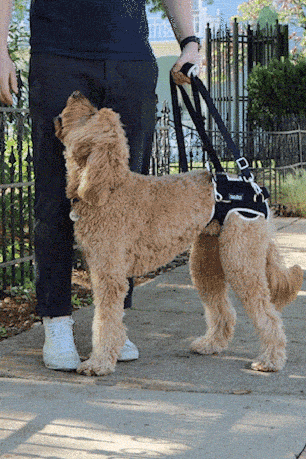 Balto® Life – Hip Dysplasia Brace