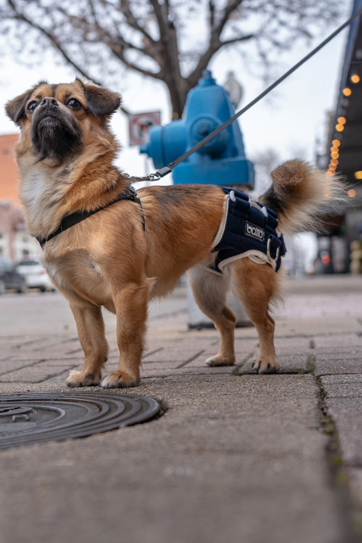 Balto® Life – Hip Dysplasia Brace