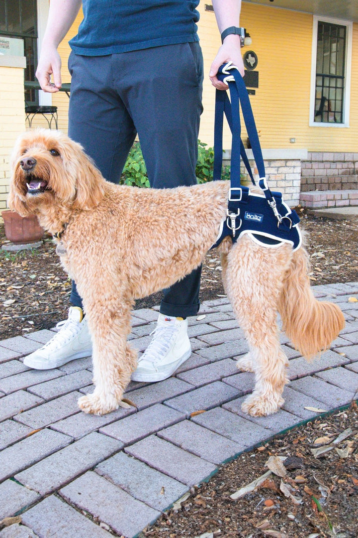 Balto® Life – Hip Dysplasia Brace