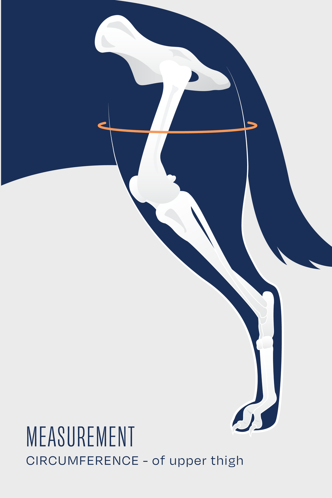 Balto® Life – Hip Dysplasia Brace