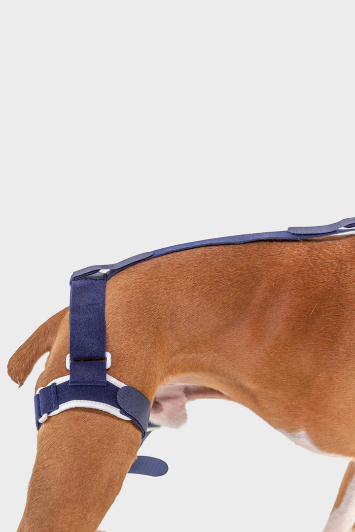 balto uk jump brace for dogs anchor strap