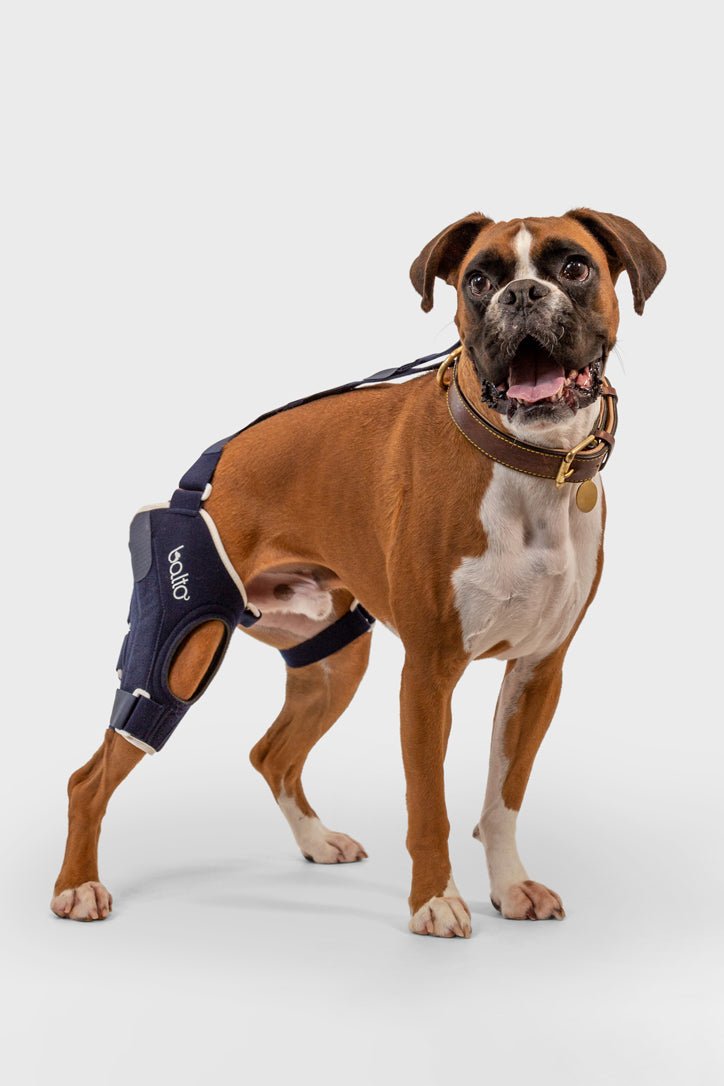 Cruciate care dog knee brace online