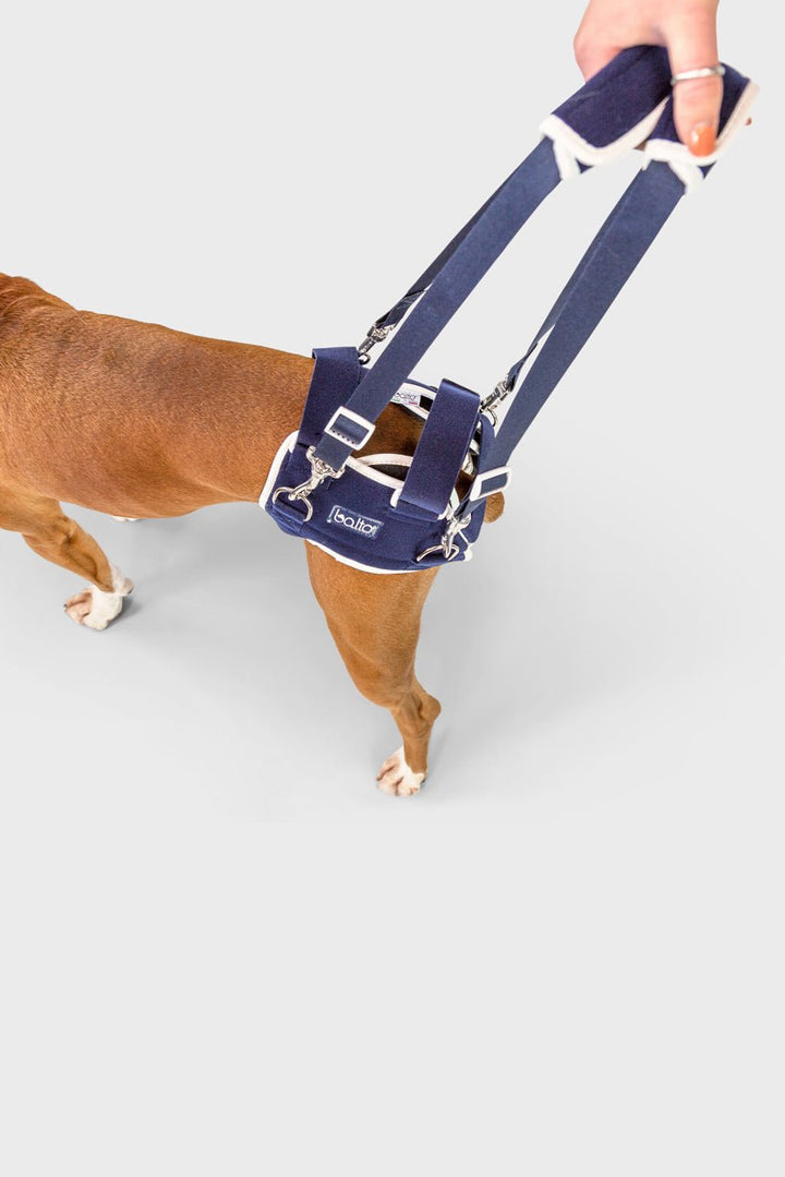 Balto® Life – Hip Dysplasia Brace