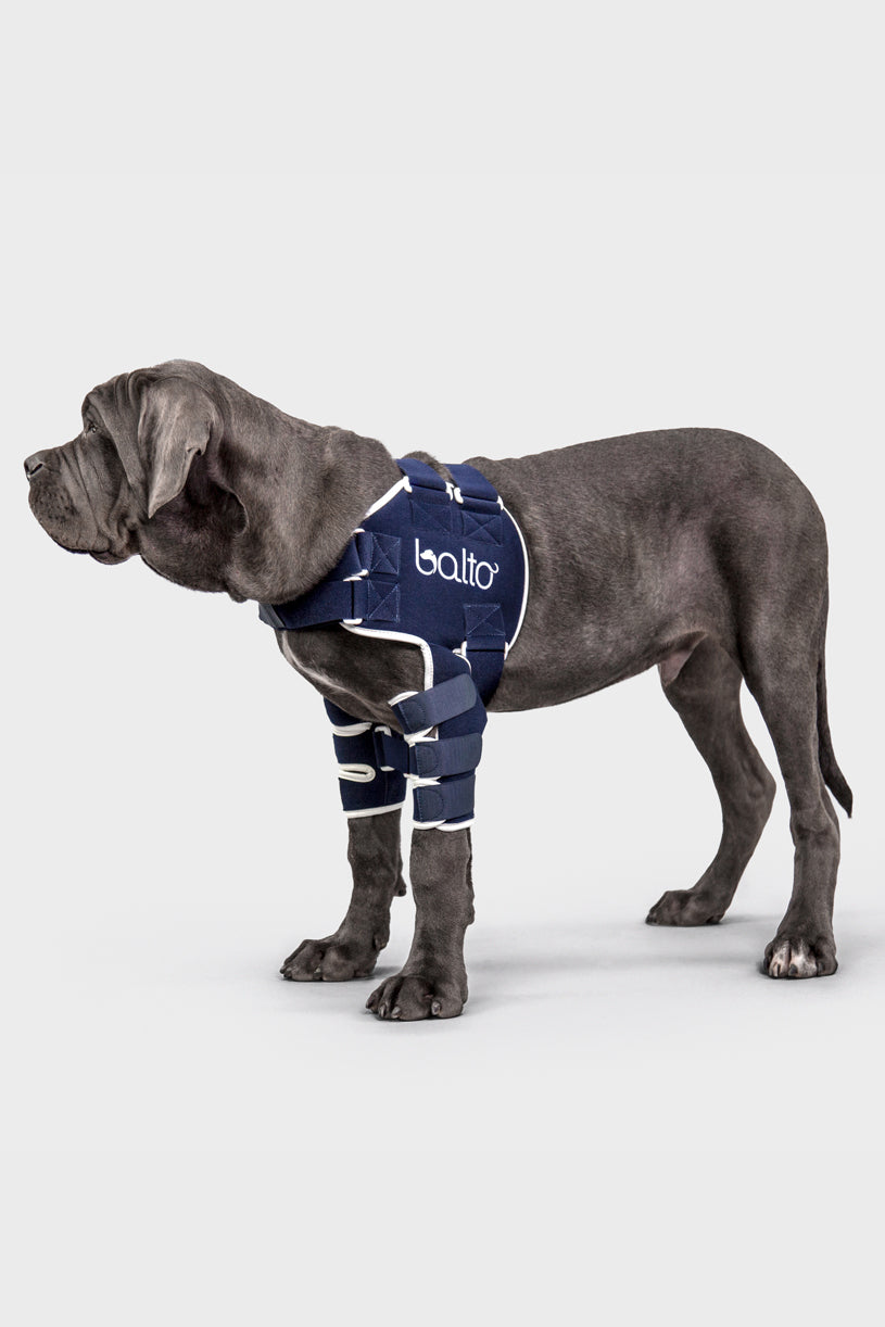 Balto dog brace sale