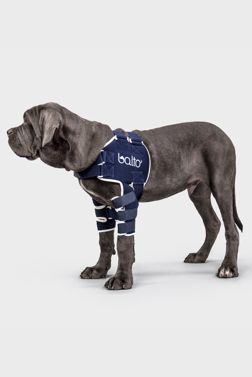 lux balto brace for canine