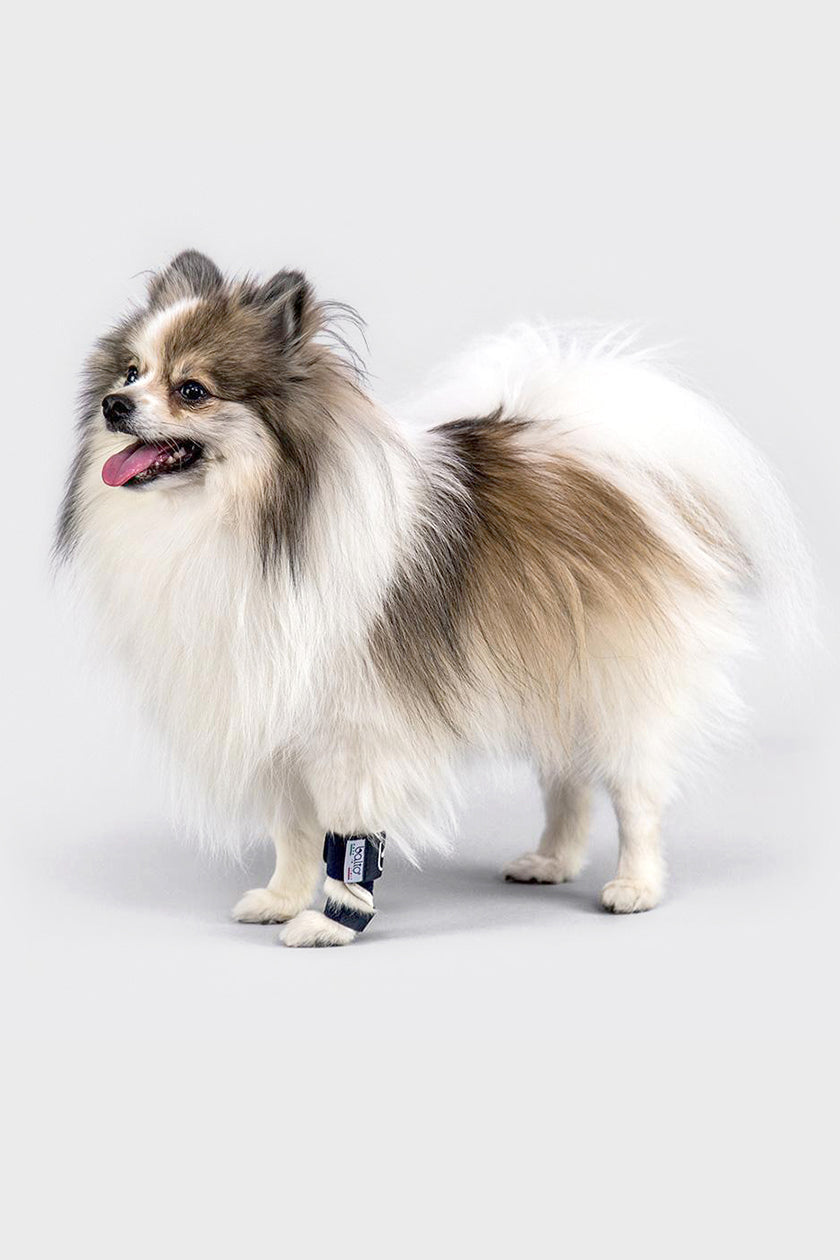 splint brace for canine orthopedic bracing for dogs