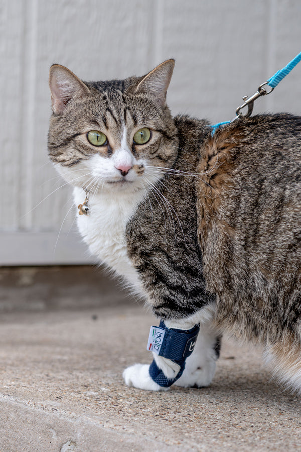 Balto® Splint Cat – Carpal/Metatarsal Laxity Splint for Felines