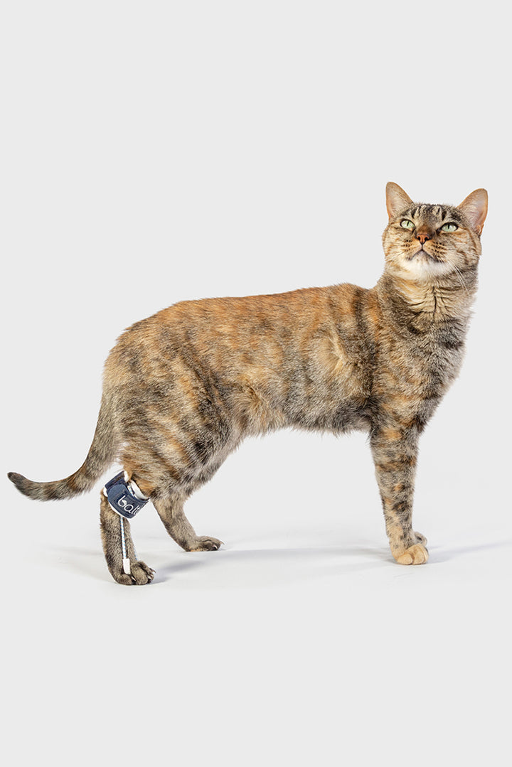 Balto® Pull Cat – Carpal Hyperflexion