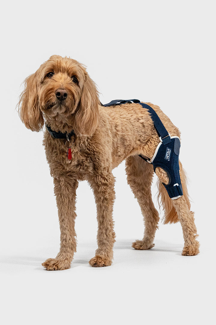 Balto® Jump – Knee Brace