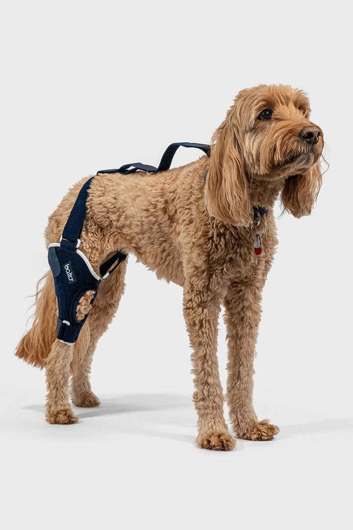 Balto® Jump – Knee Brace