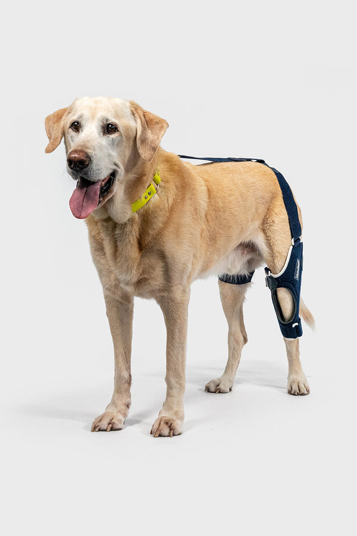 Balto® Jump – Knee Brace