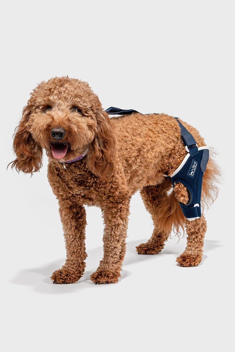 Balto® Jump – Knee Brace