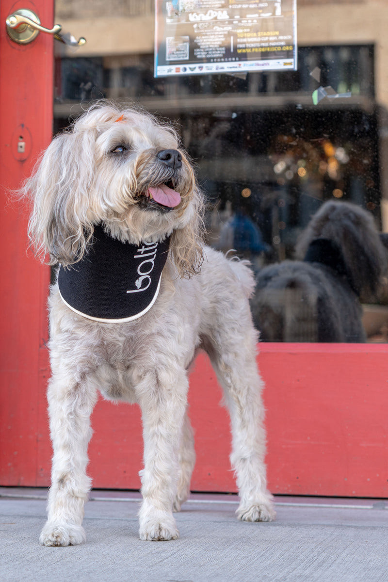 Balto® Neck Eco – E-Collar Alternative