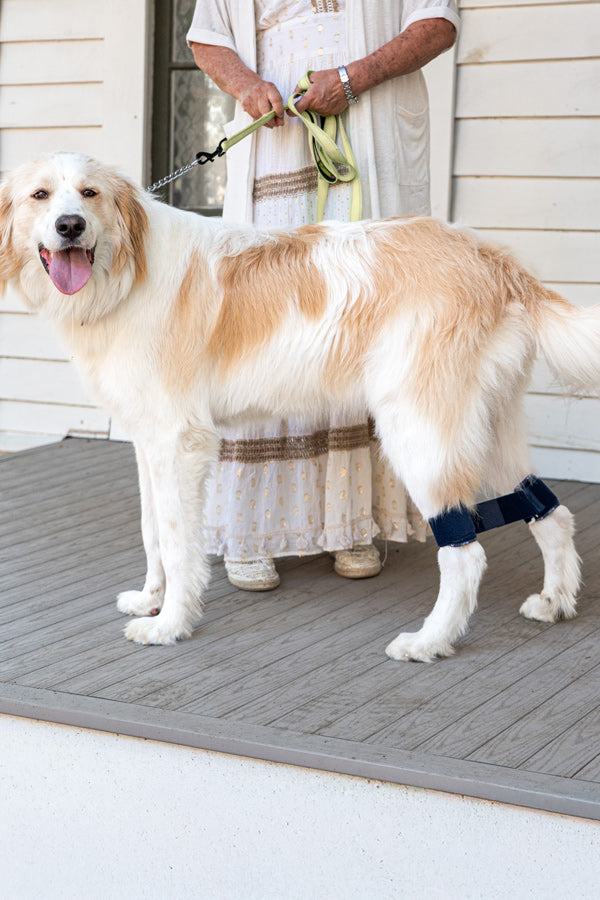 Balto Link - Rear Legs Control 