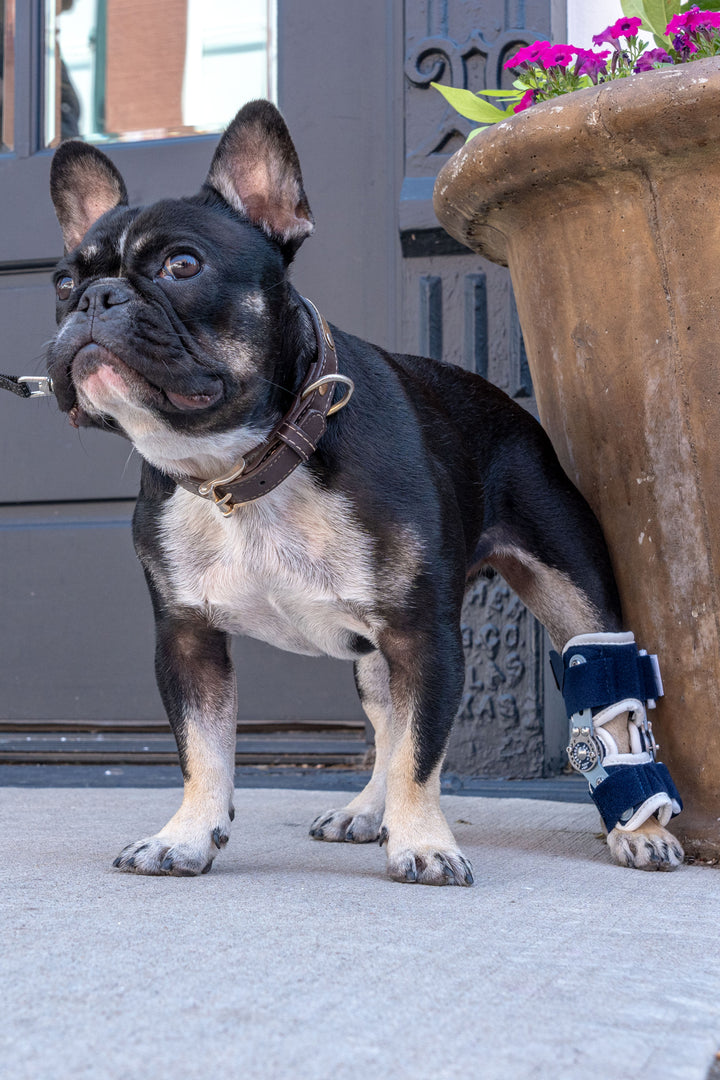 small dog wearing a balto flexor brace on back leg
