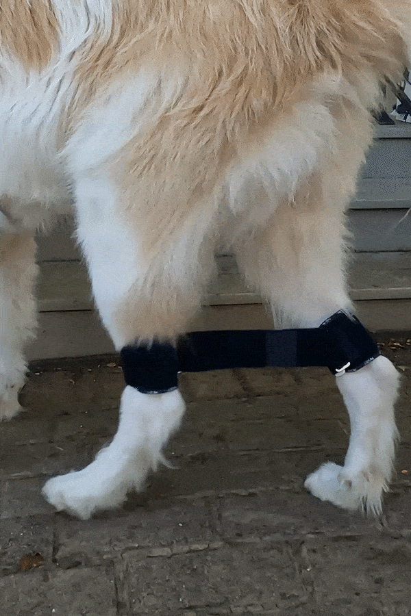 Balto Link - Rear Legs Control 