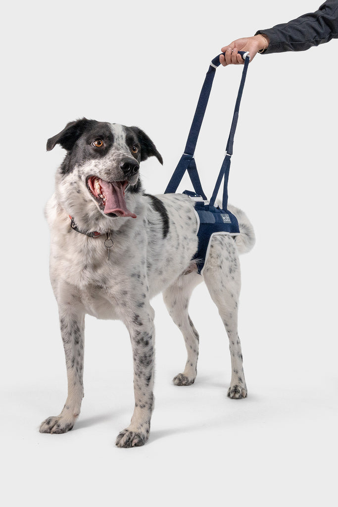 Rear dog lifting harness hotsell