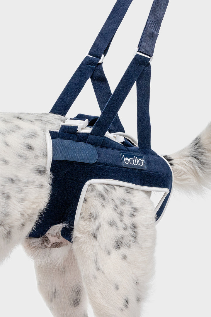 balto UK up hip brace support for canines close up detail view of product on dog