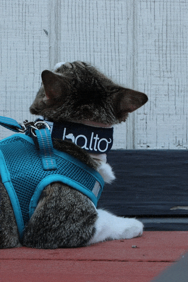 balto uk neck brace for cats