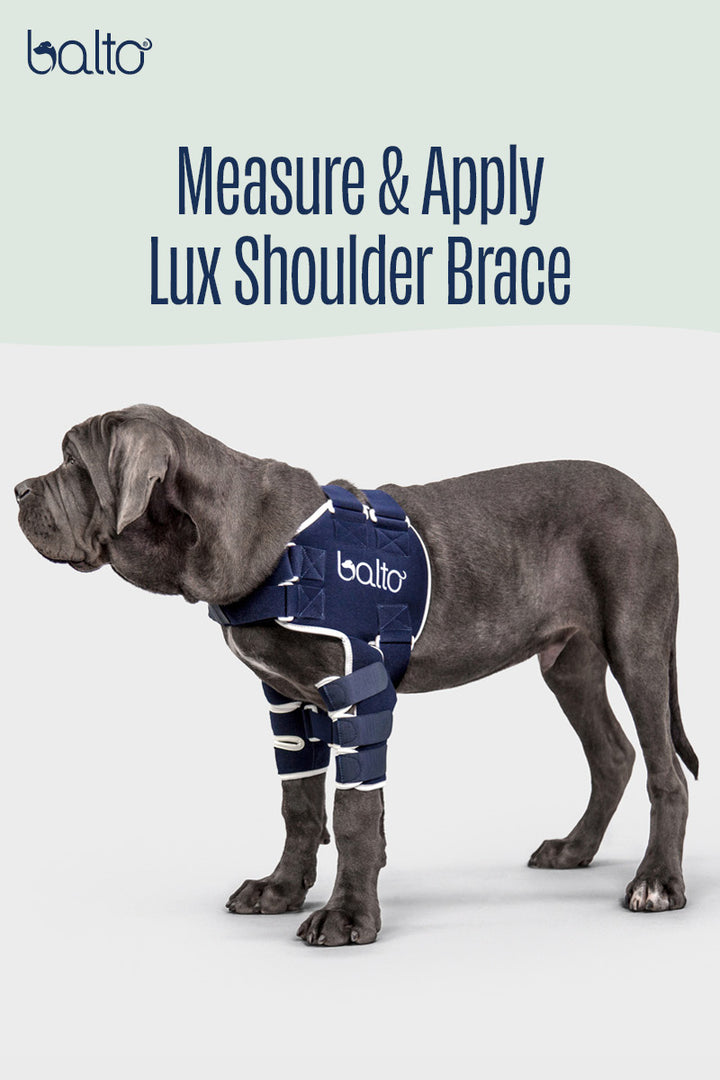 Balto® Lux – Shoulder Brace