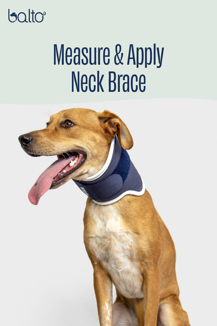Balto® Neck – Rigid Neck Brace