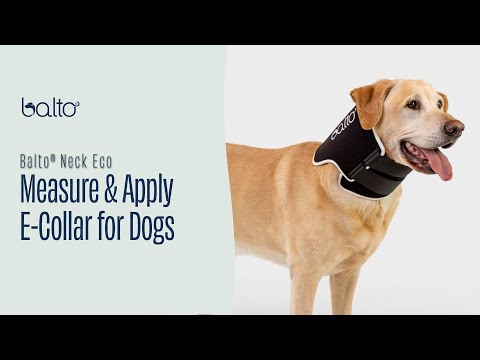 E collar alternatives for large dogs best sale