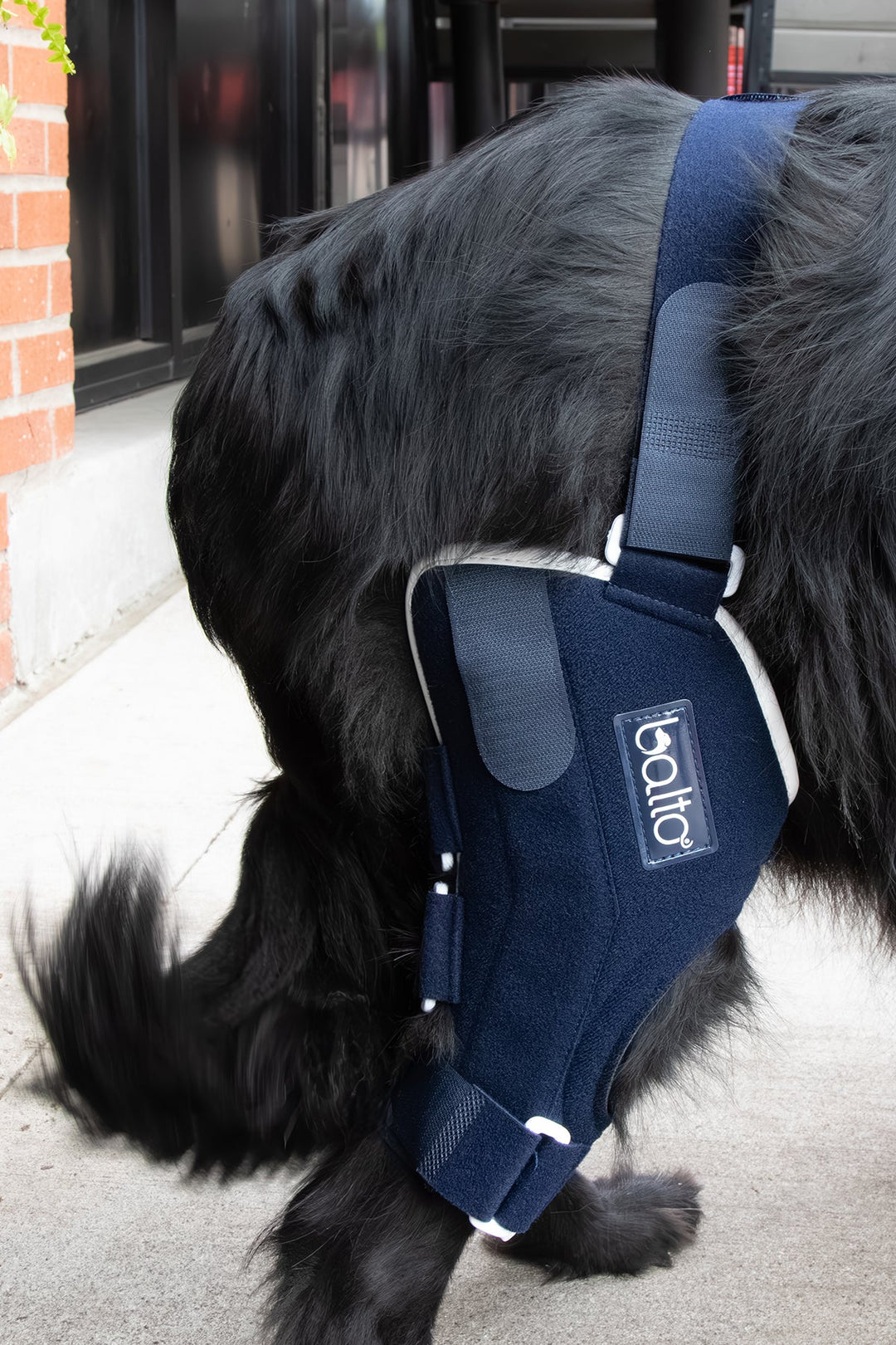 balto uk jump brace for dogs detail view