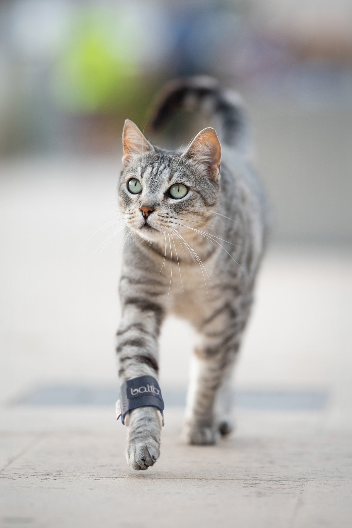 Cat Splint Canine Fracture Splint and Leg Support Brace – Balto® UK