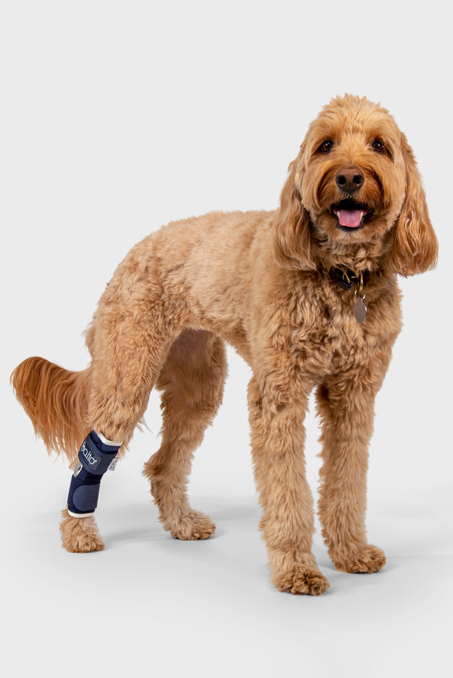 Balto online brace coupon