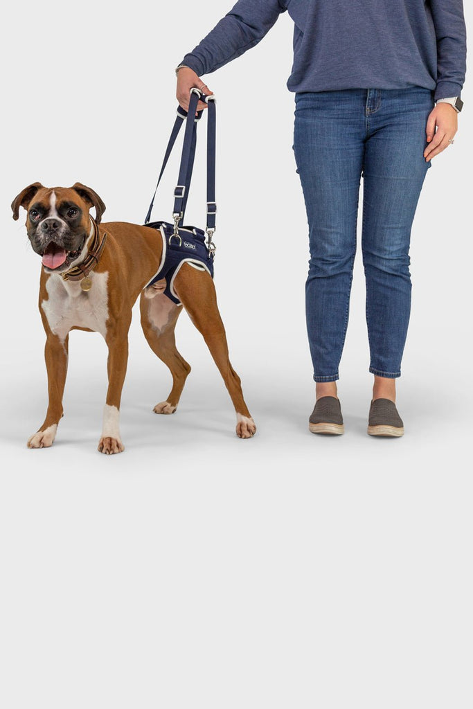 Dog hip brace top
