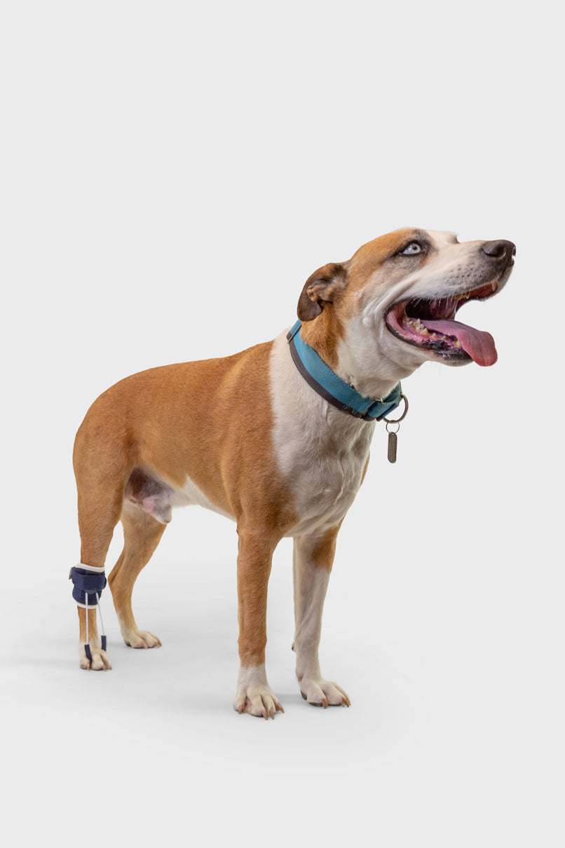 Balto online brace coupon